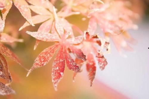 秋秋霞在线观看秋,探寻秋生成之美 第1张 秋秋霞在线观看秋,探寻秋生成之美 第1张